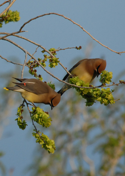 Cedar Waxwing 1.jpg